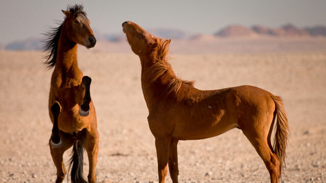 Africa’s Wild West-Stallions of the Namib Desert