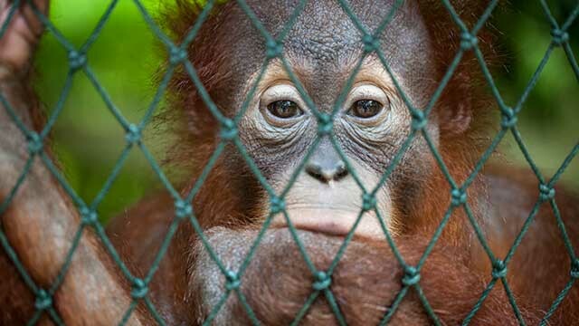 Eyes of the Orangutan