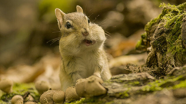 Going Nuts—Tales from the Squirrel World