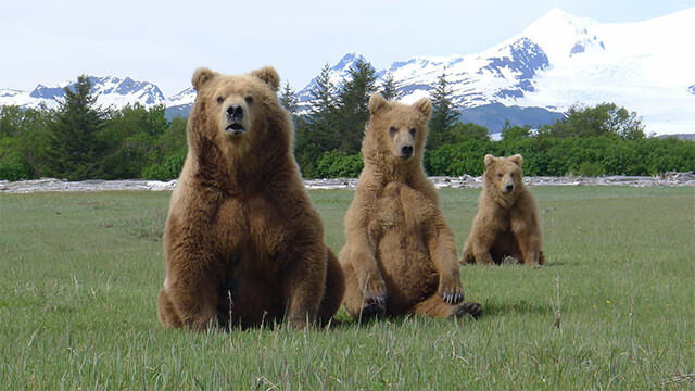 Grizzly Encounters
