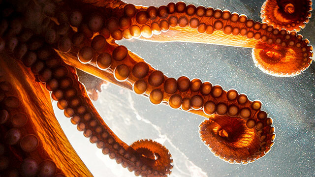 In Touch with a Giant Pacific Octopus