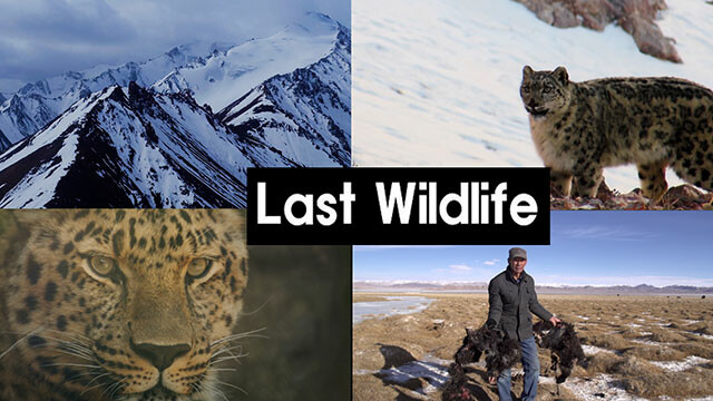 The Last Wildlife—Anan, Wangpeng & Me