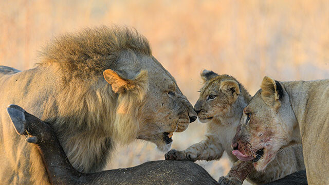 The Lions Rule (Lion Kingdom)