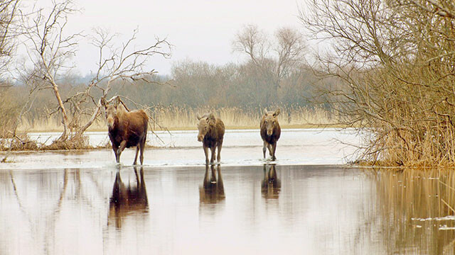 Matsalu Moose—Wild Giants of the Baltics