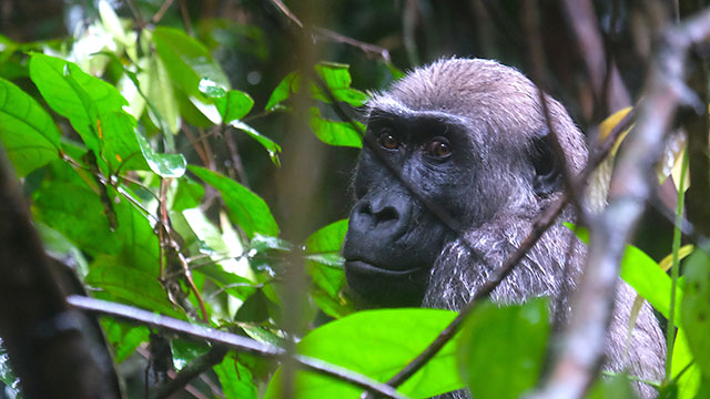 Rainforest First—Climate Protection in Central Africa