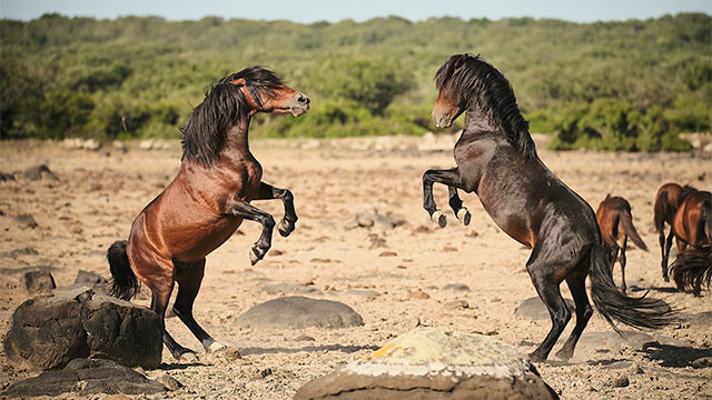 Horses in the Storm—Sardinia’s Rocky Sanctuary
