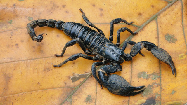 Scorpions-Death on 8 Legs