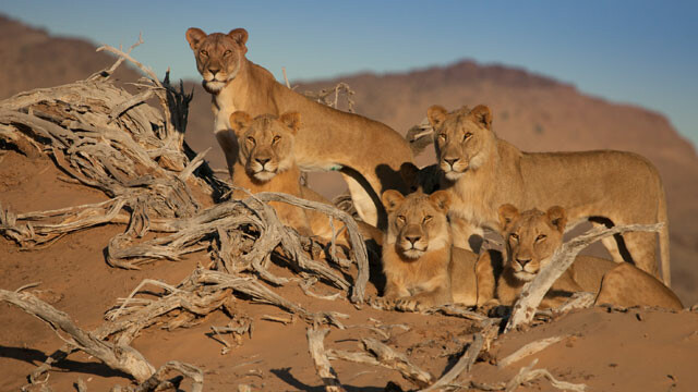 Vanishing Kings-Lions of the Namib