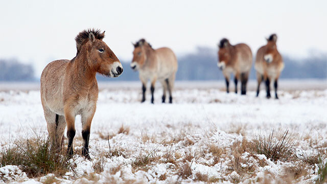 Wild Horses—A Tale from the Puszta