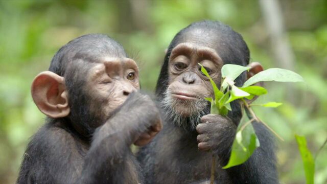 Rescued Chimpanzees of the Congo with Jane Goodall