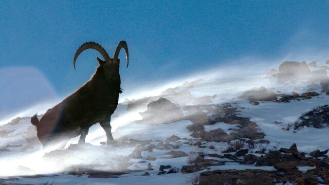 The Himalayan Ibex—Monarchs of the Mountains