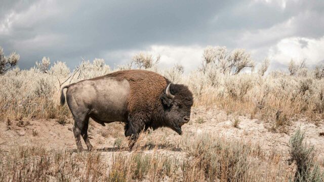 Bison—An American Icon