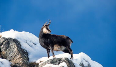 Christmas in the Alps