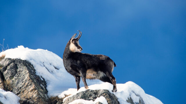 Christmas in the Alps