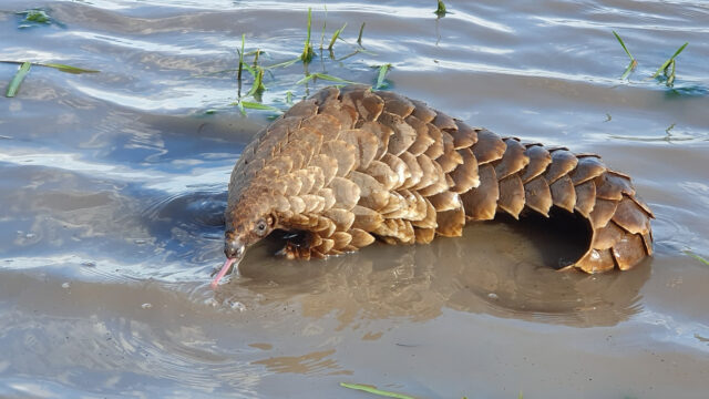 Kosha—The Secret Life of a Pangolin