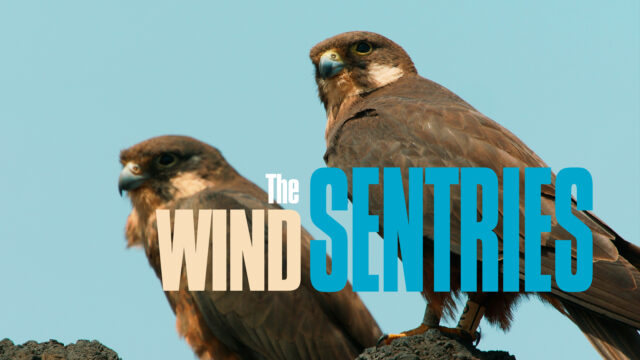 The Wind Sentries