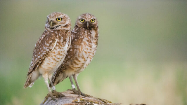 Burrowing Owls—A Love Story