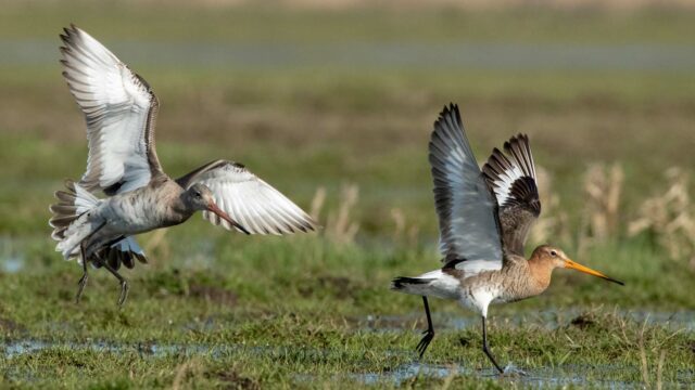 Godwit! The Incredible Journey of a Wader