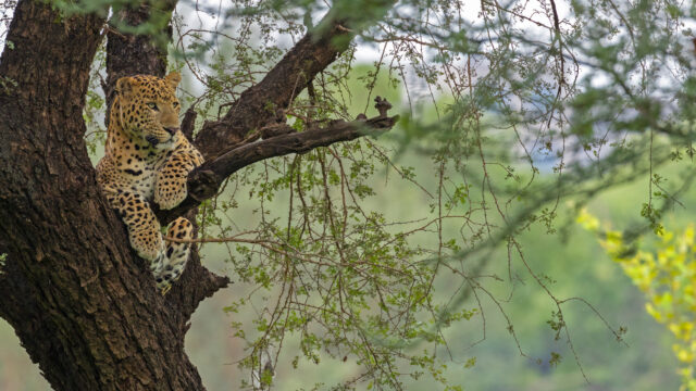 Leopard Dynasty
