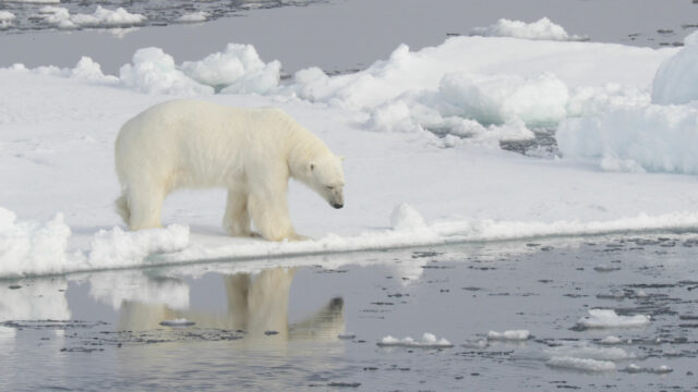 Paradise on the Brink? Climate Changing Effects on Polar Fauna