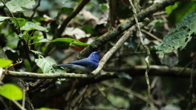 Forest of Colours—Thailand’s Tenasserim Hills