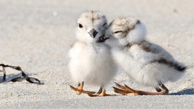 The Piping Plovers of Moonlight Bay